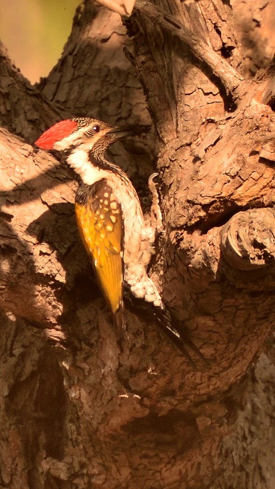 Дзьобак чорногузий - ML644795400