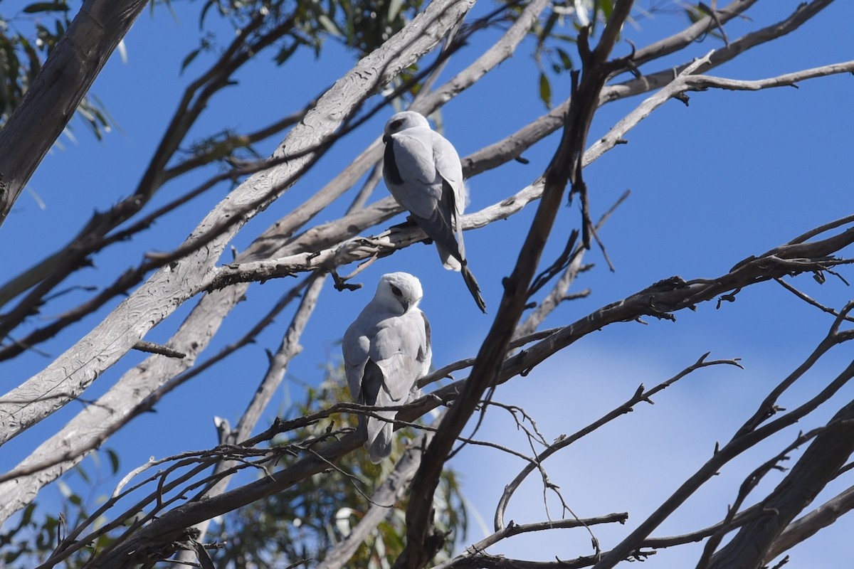 Шуліка австралійський - ML644795401