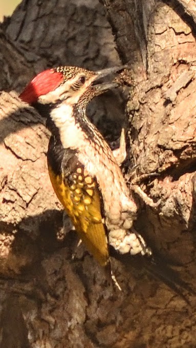 Дзьобак чорногузий - ML644795402