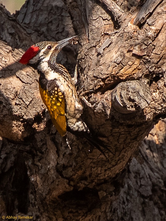 Дзьобак чорногузий - ML644795403