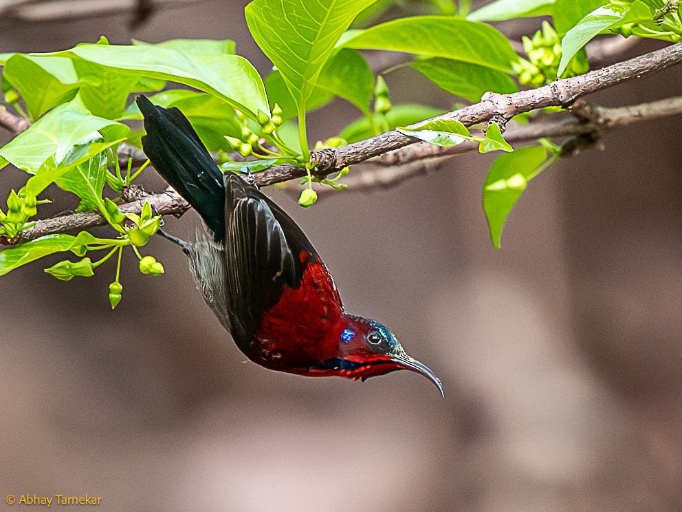 Сіпарая вогниста - ML644795405