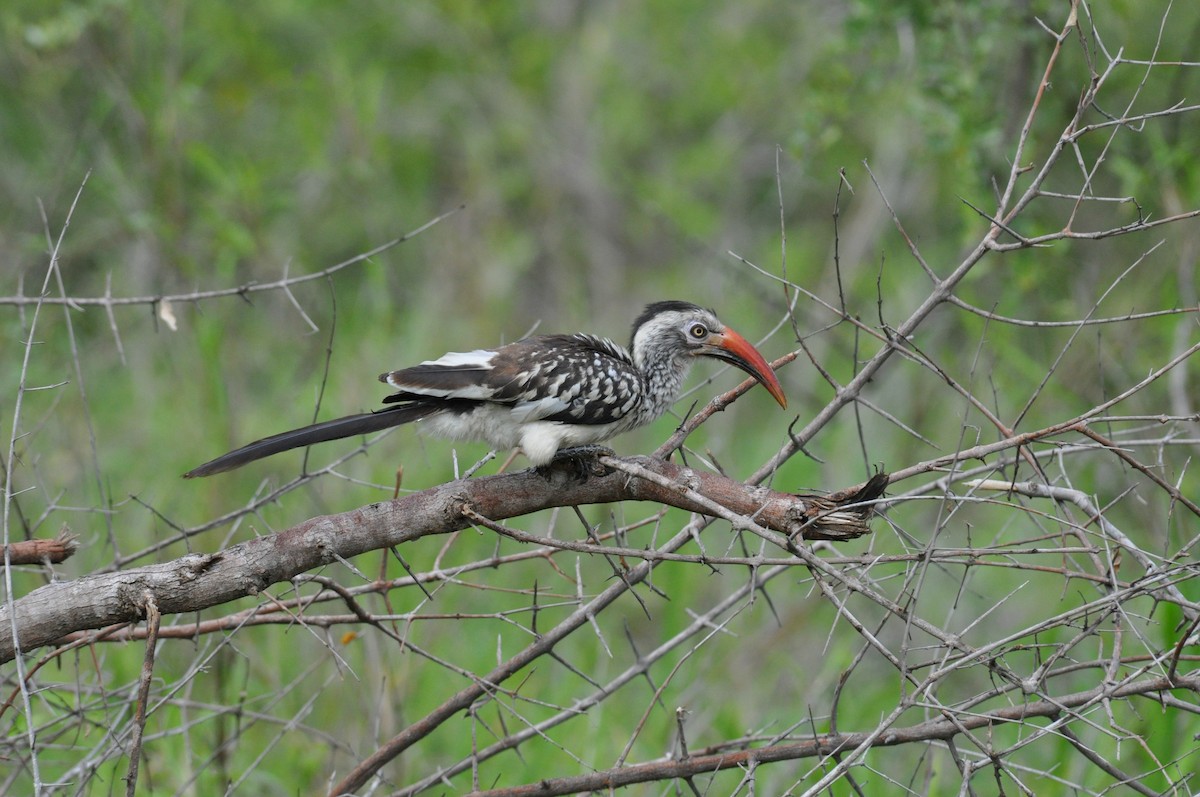 Токо південний - ML644795407