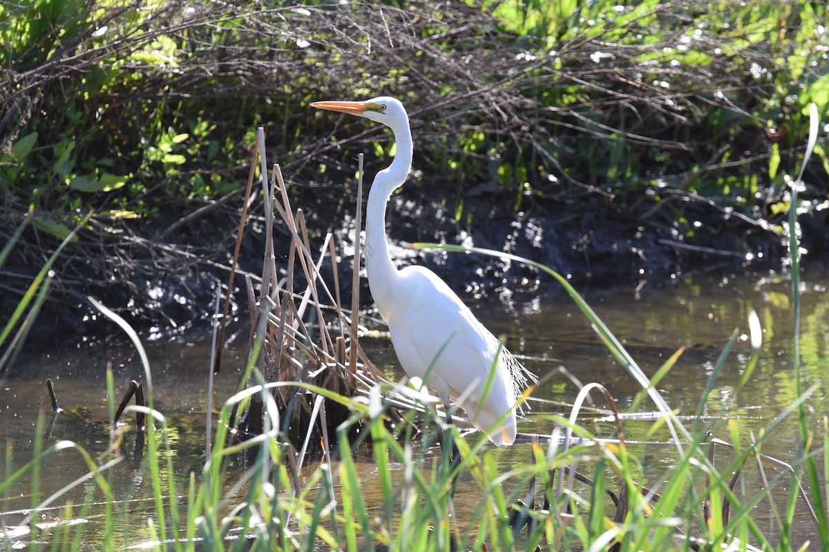 Чапля велика - ML644795414