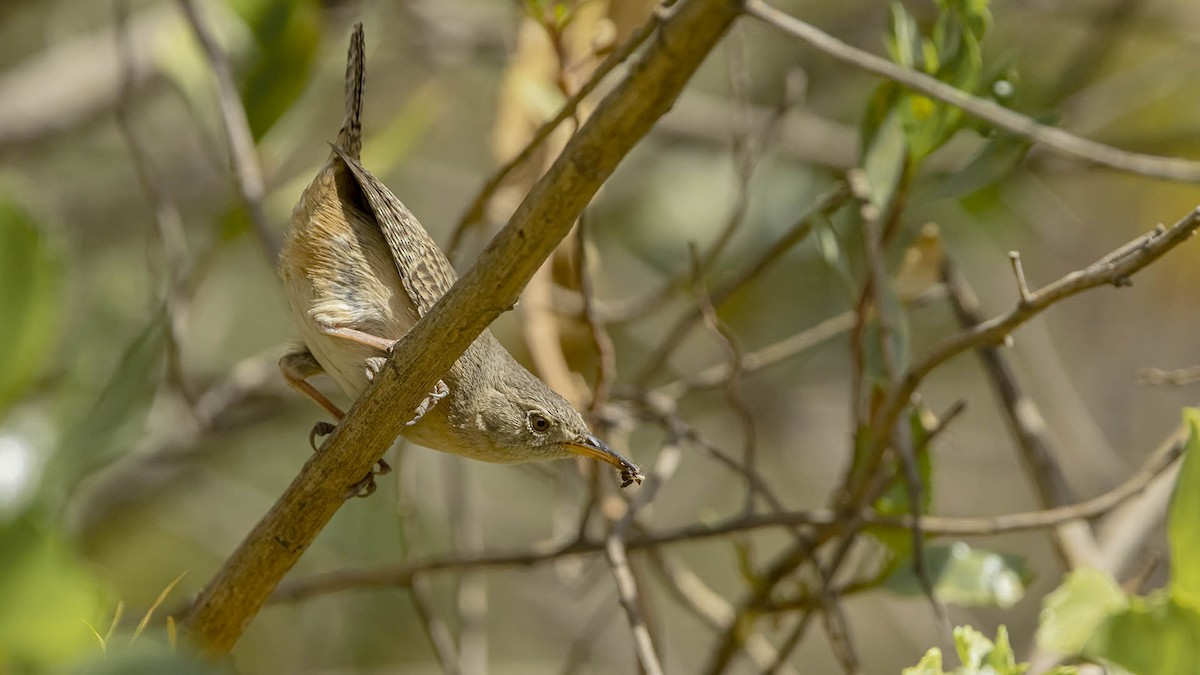 Southern House Wren - ML644795415