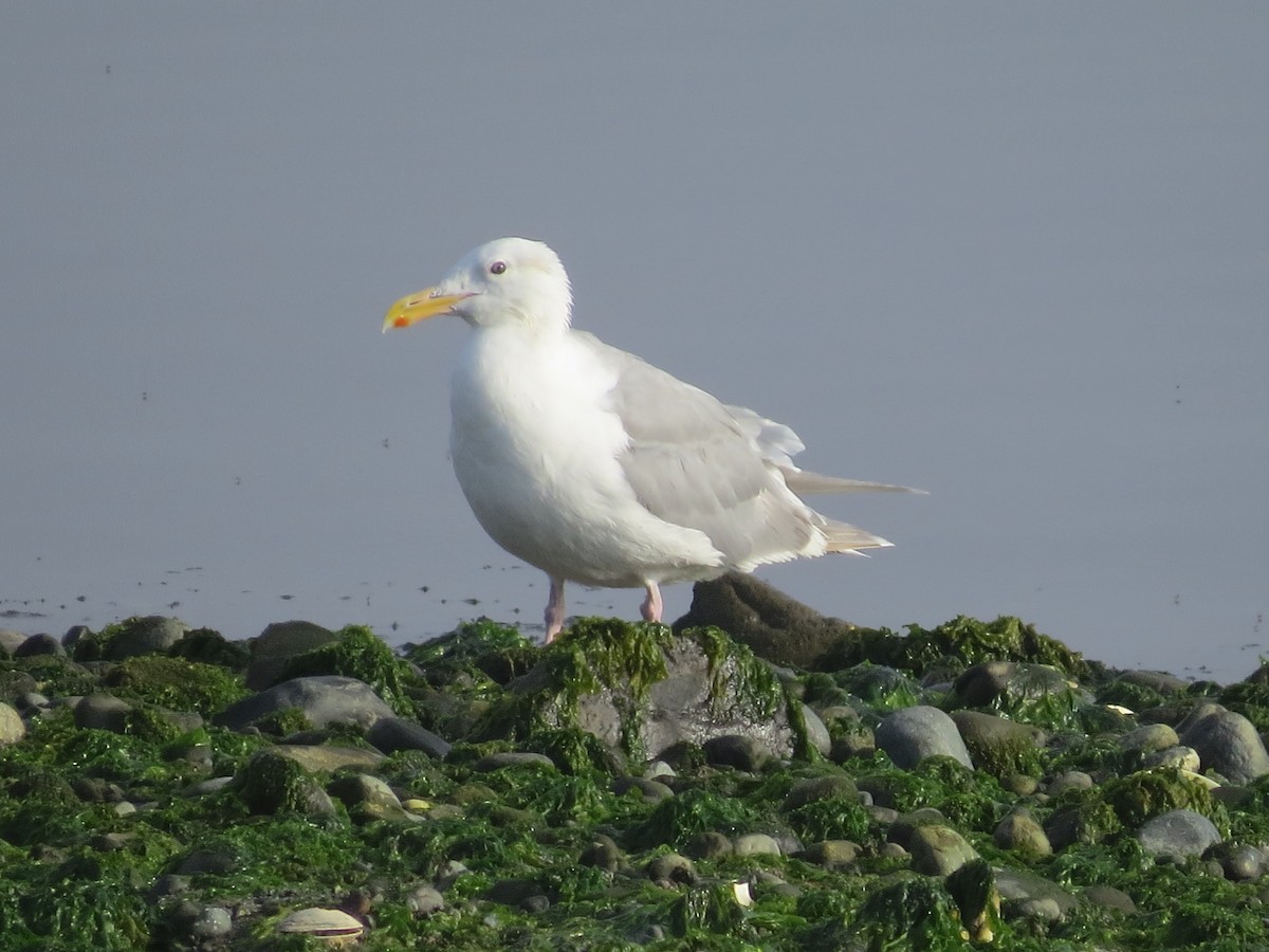 Мартин берингійський - ML644795416