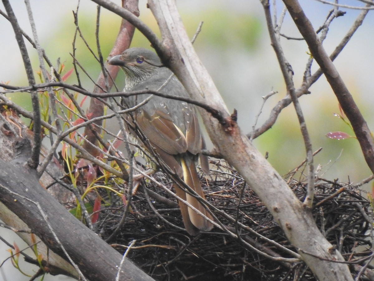 Наметник фіолетовий - ML644795417