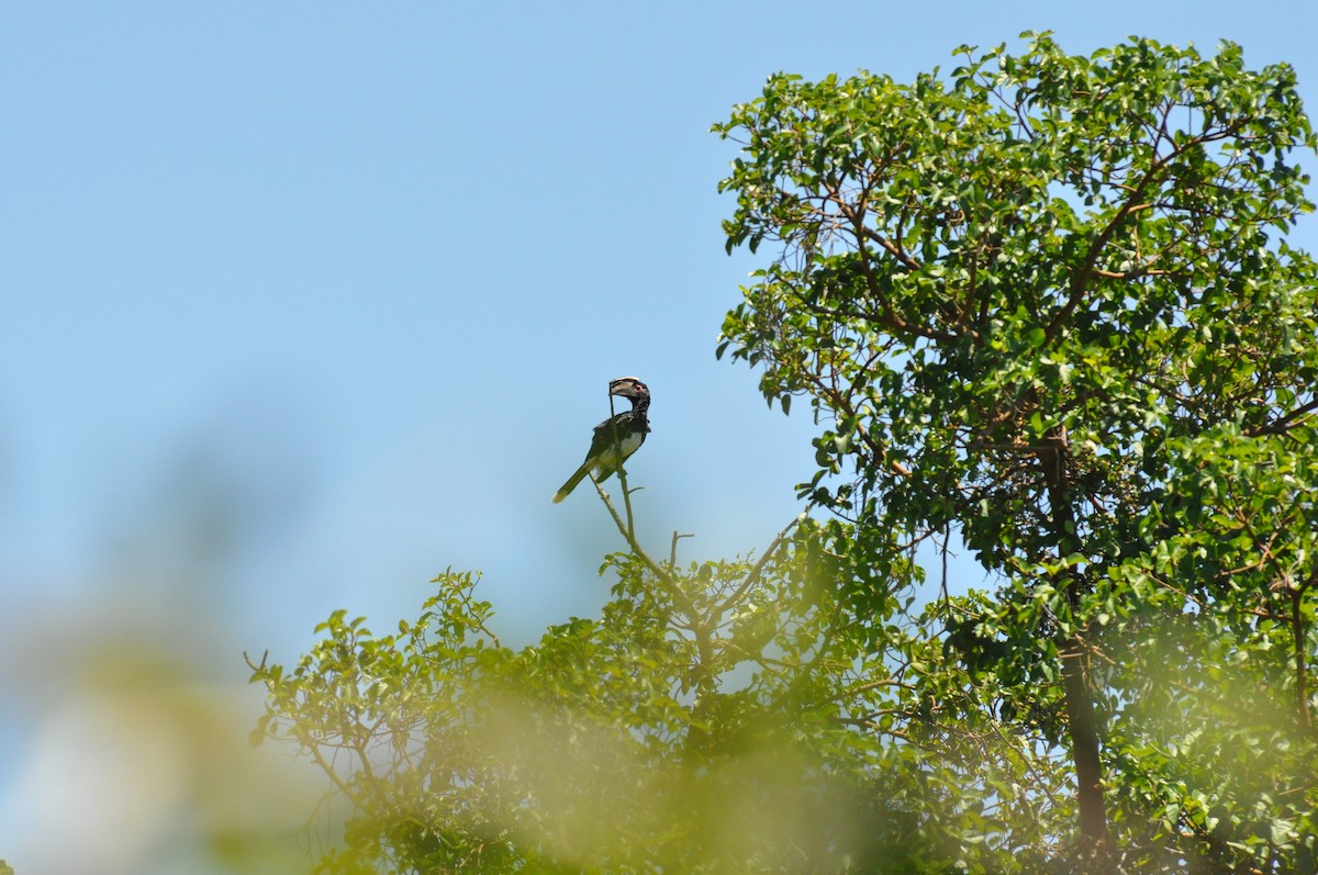 Калао-сумрач - ML644795418