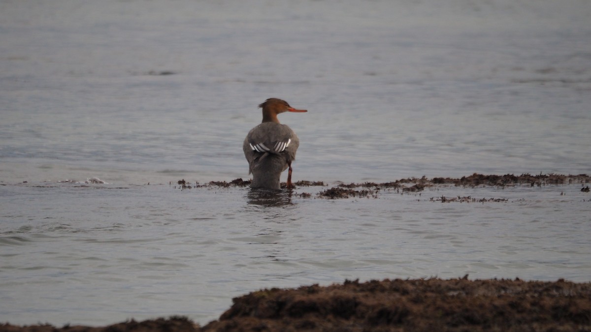 Крех середній - ML644795419
