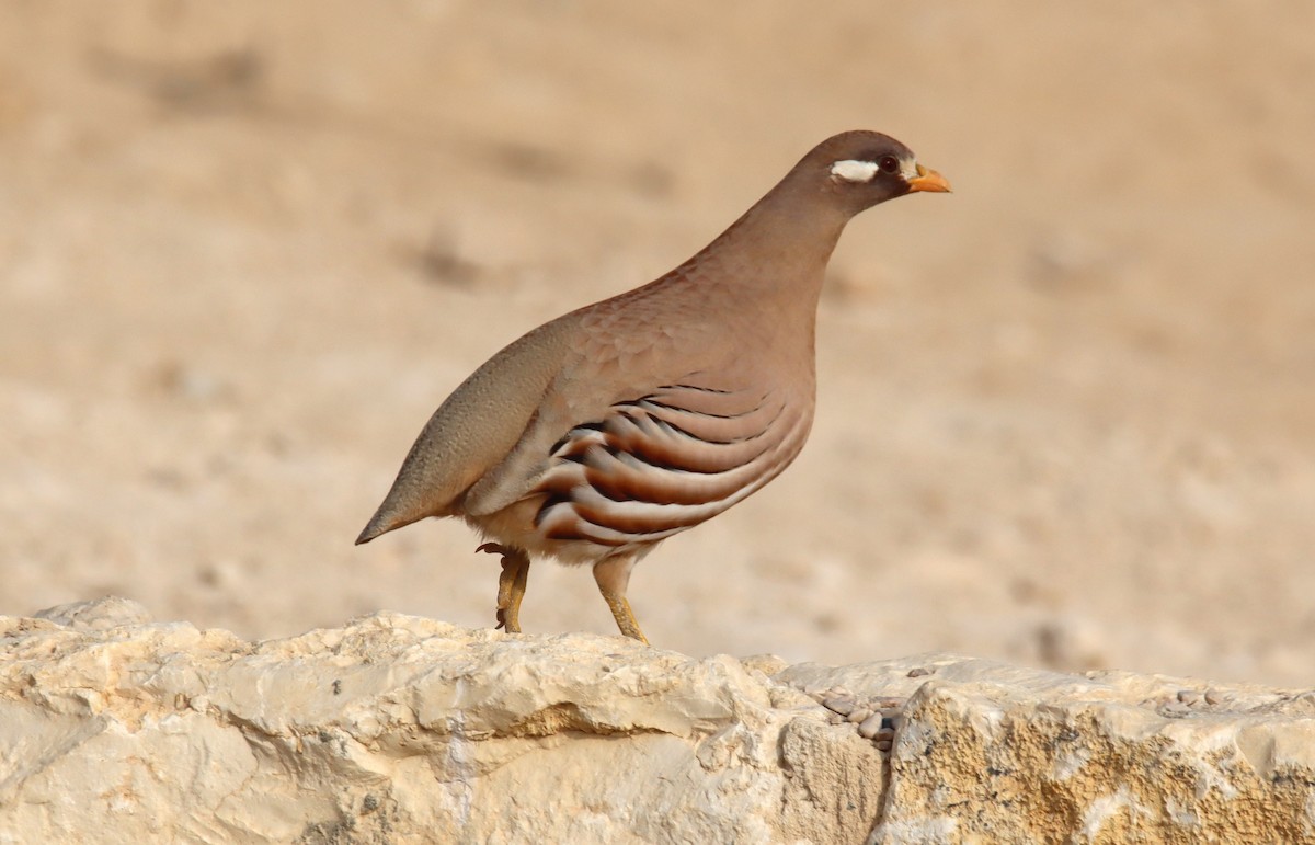 Куріпка аравійська - ML644795420