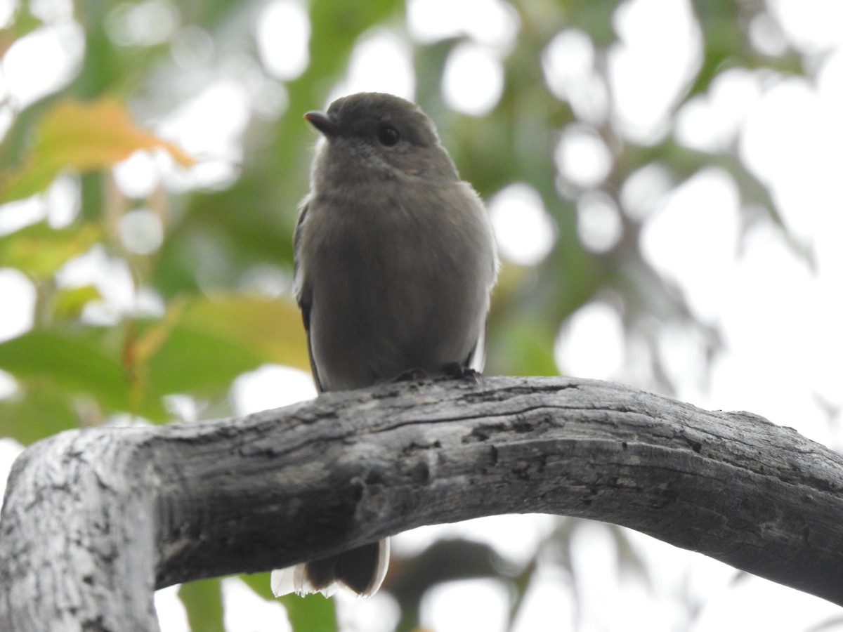 Golden Whistler (Eastern) - ML644795421