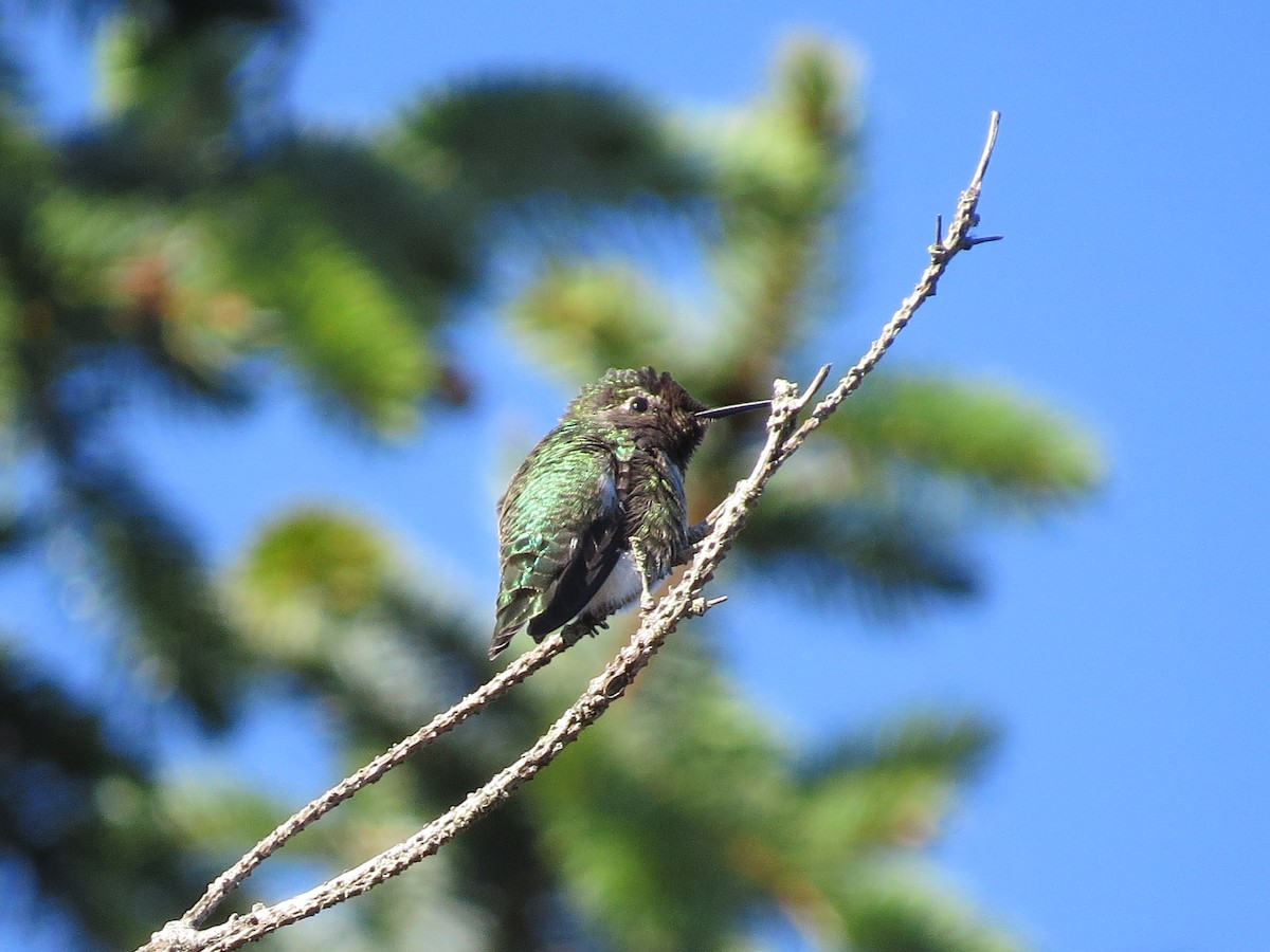 Каліпта рубіновоголова - ML644795422