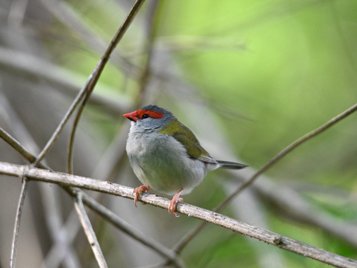 rødbrynastrild - ML644795423