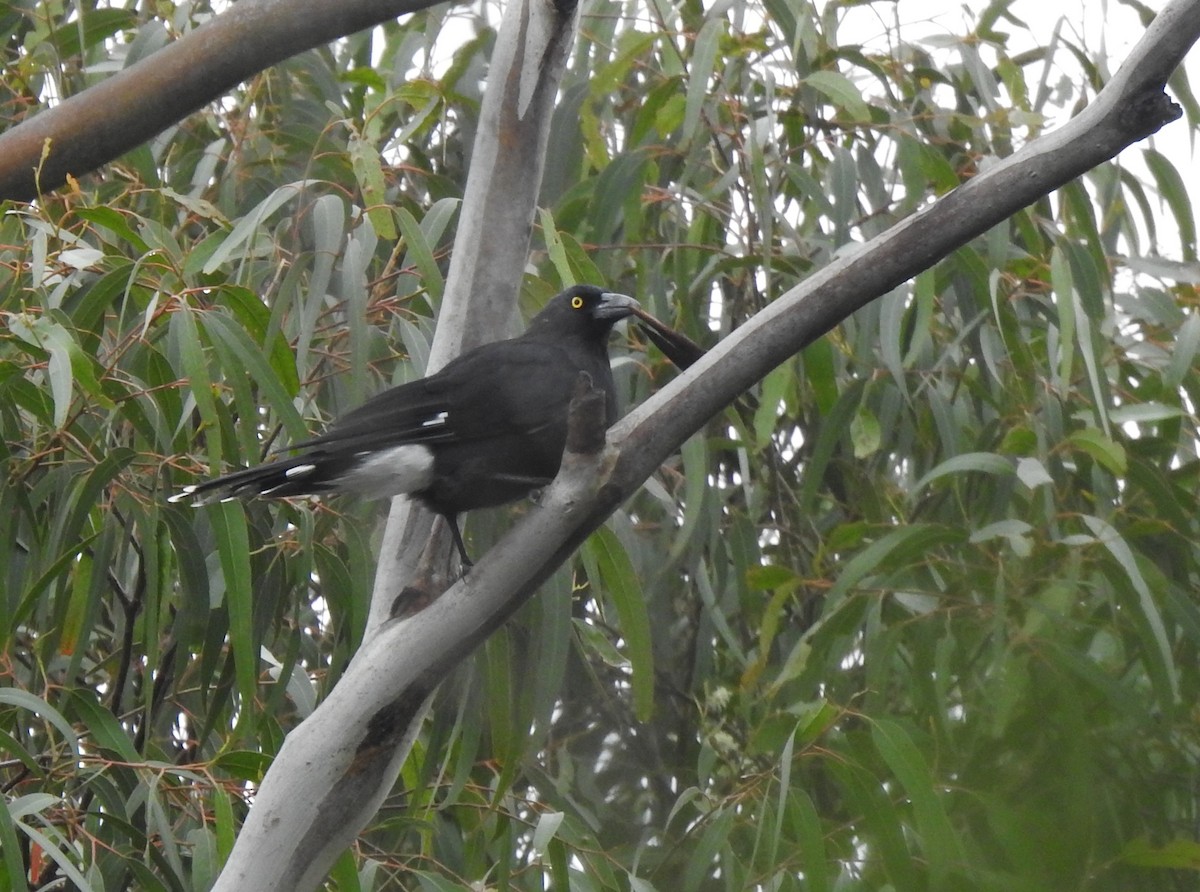 østkurrawong - ML644795424