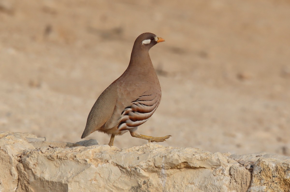 beduinhøne - ML644795425