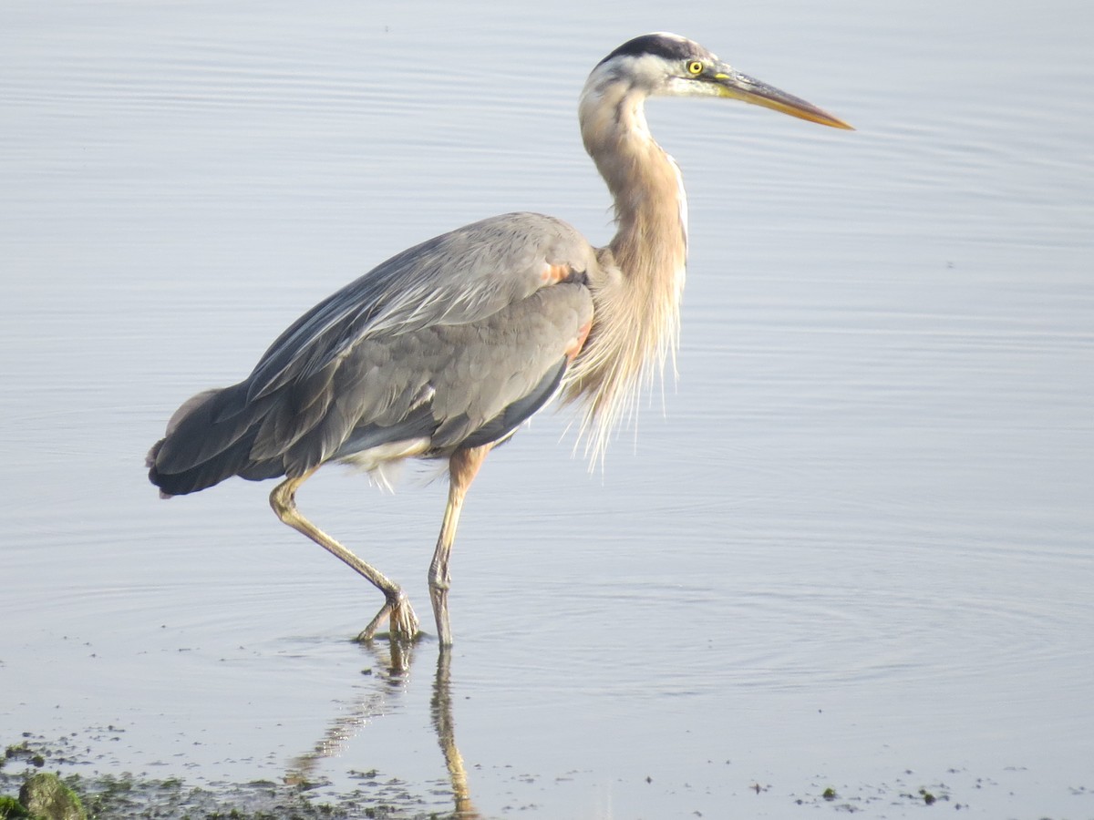 herodiashegre - ML644795426