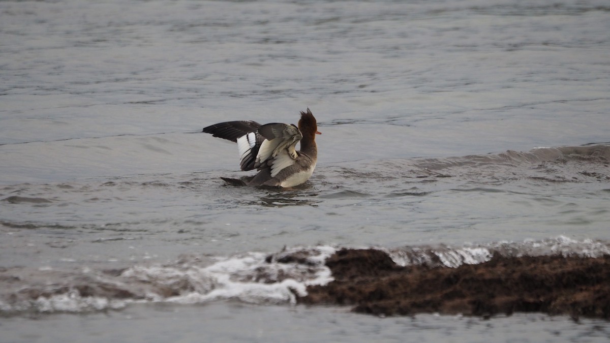 siland - ML644795427