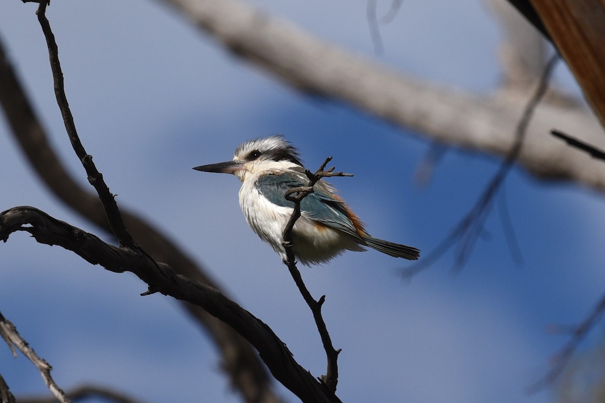 rustgumpisfugl - ML644795431