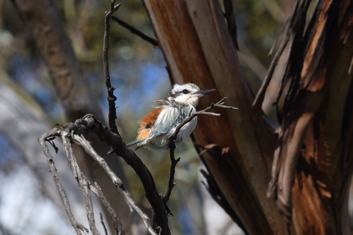 rustgumpisfugl - ML644795432