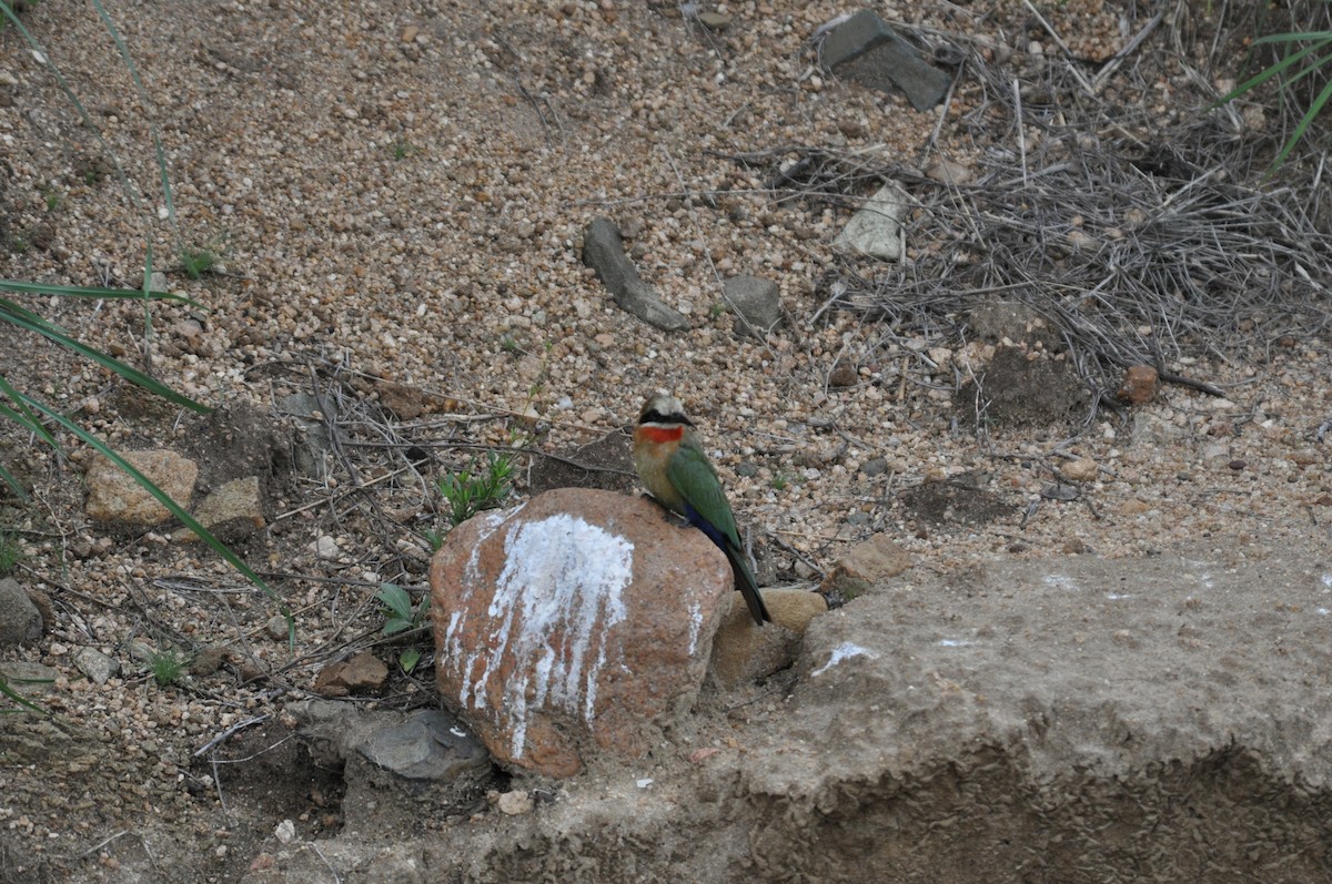 hvitpannebieter - ML644795433