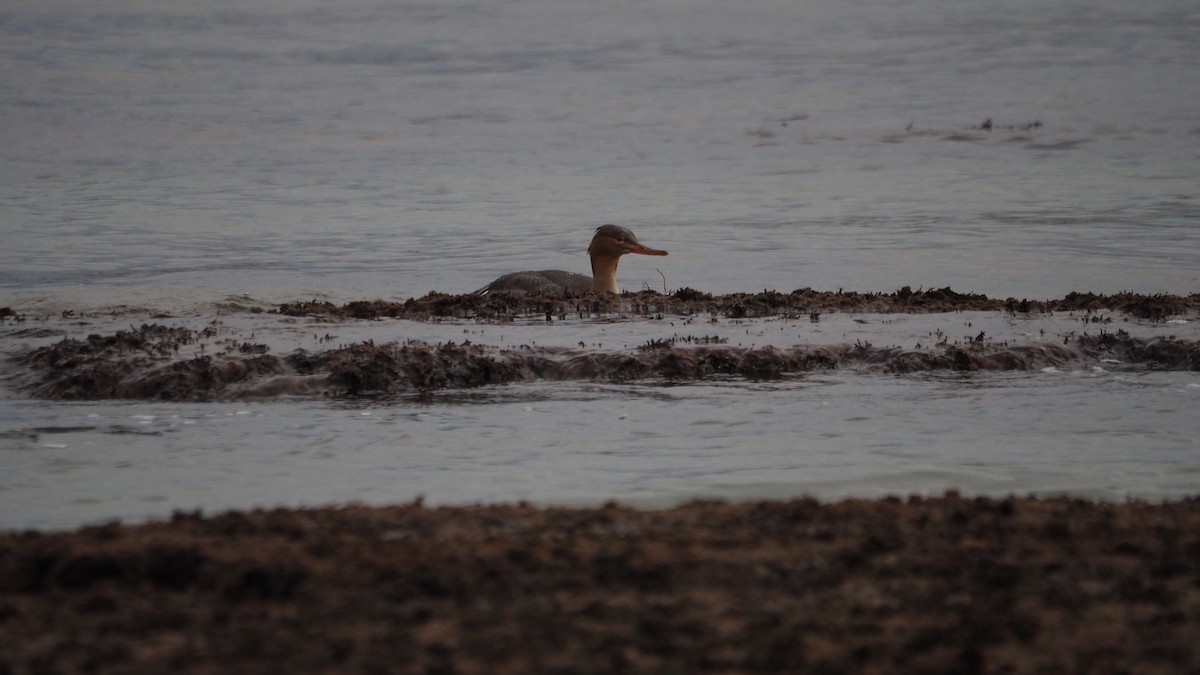 siland - ML644795439