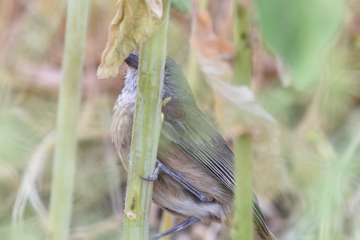 olivenplystrer - ML644795441