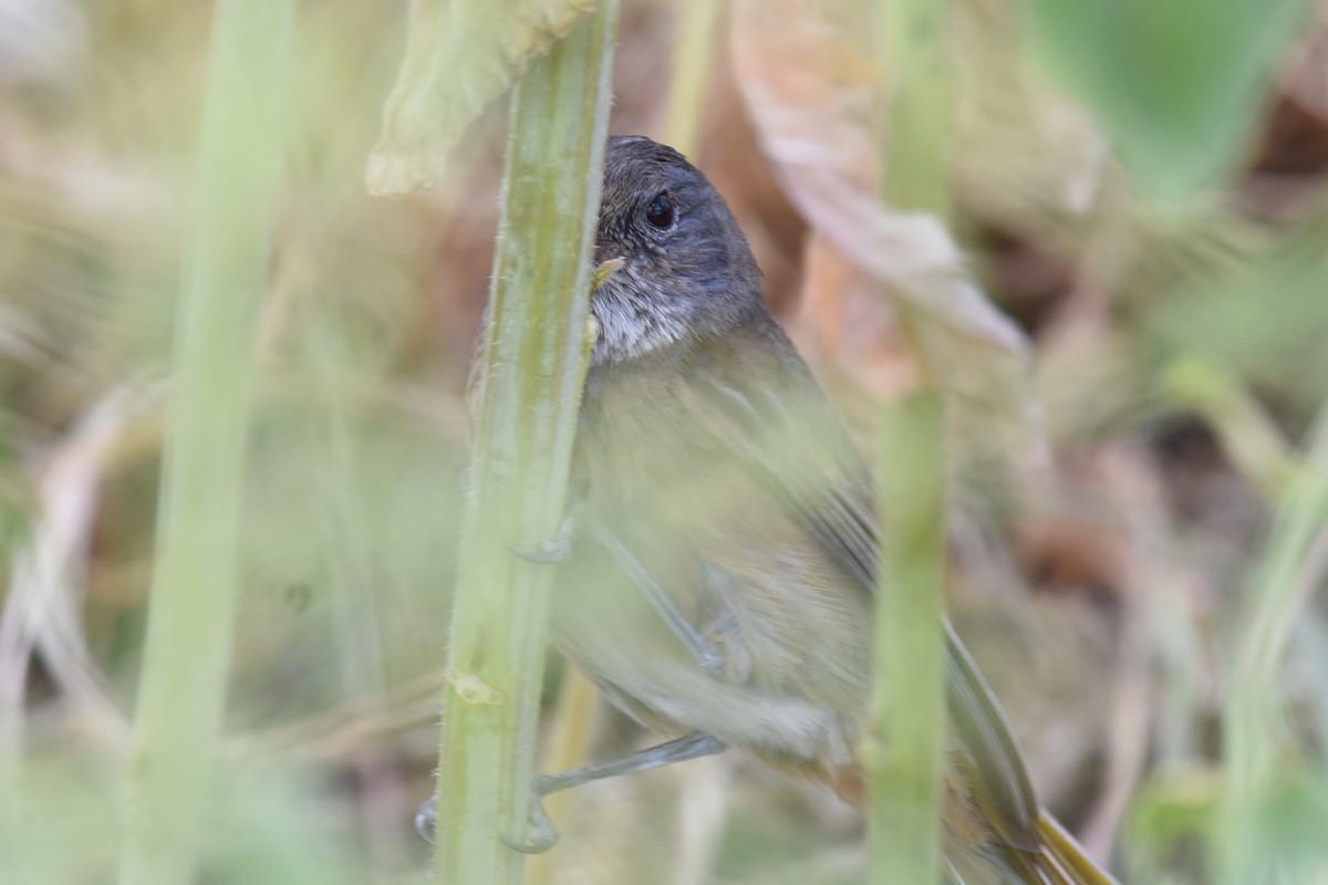 olivenplystrer - ML644795442