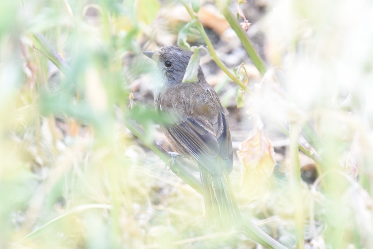 olivenplystrer - ML644795443