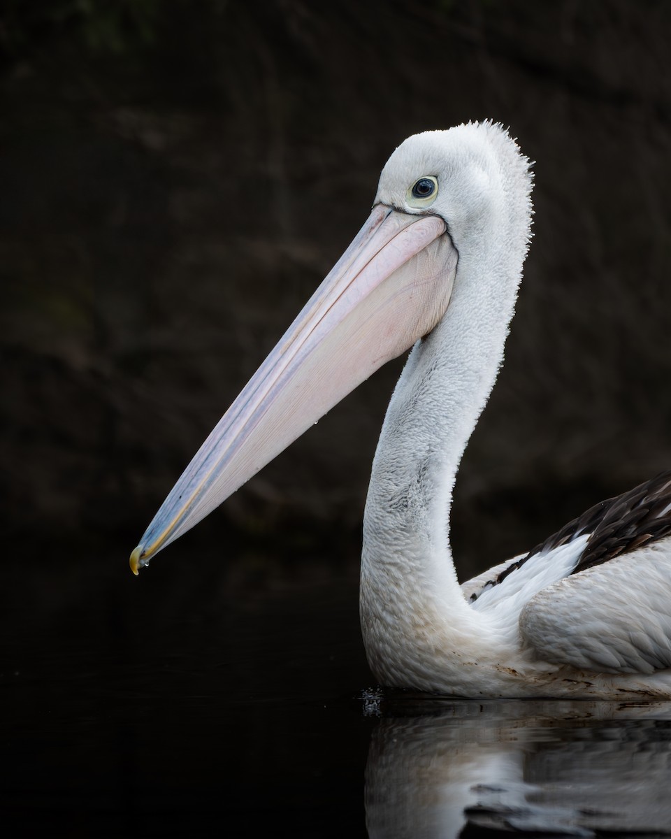 australiapelikan - ML644795444