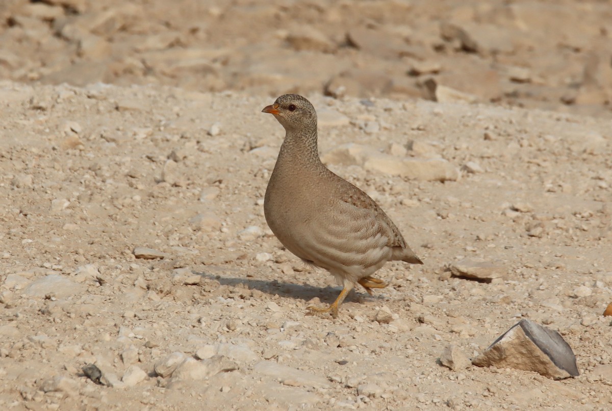 beduinhøne - ML644795446