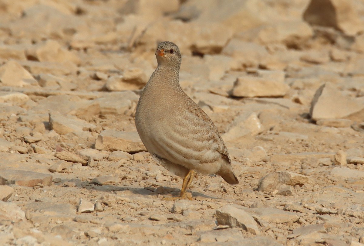 Sand Partridge - ML644795448