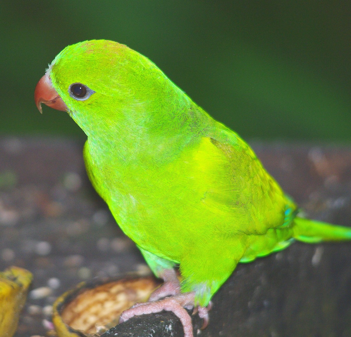 オナガミドリインコ - ML644795449