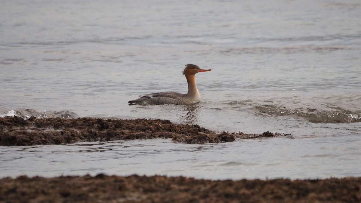 Tarakdiş - ML644795455