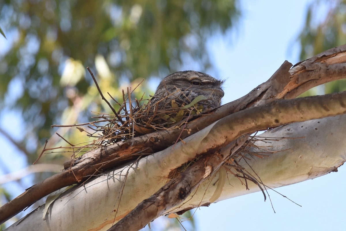 Tawny Frogmouth - ML644795456