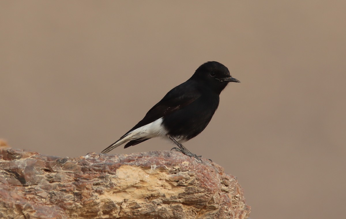 White-crowned Wheatear - ML644795458