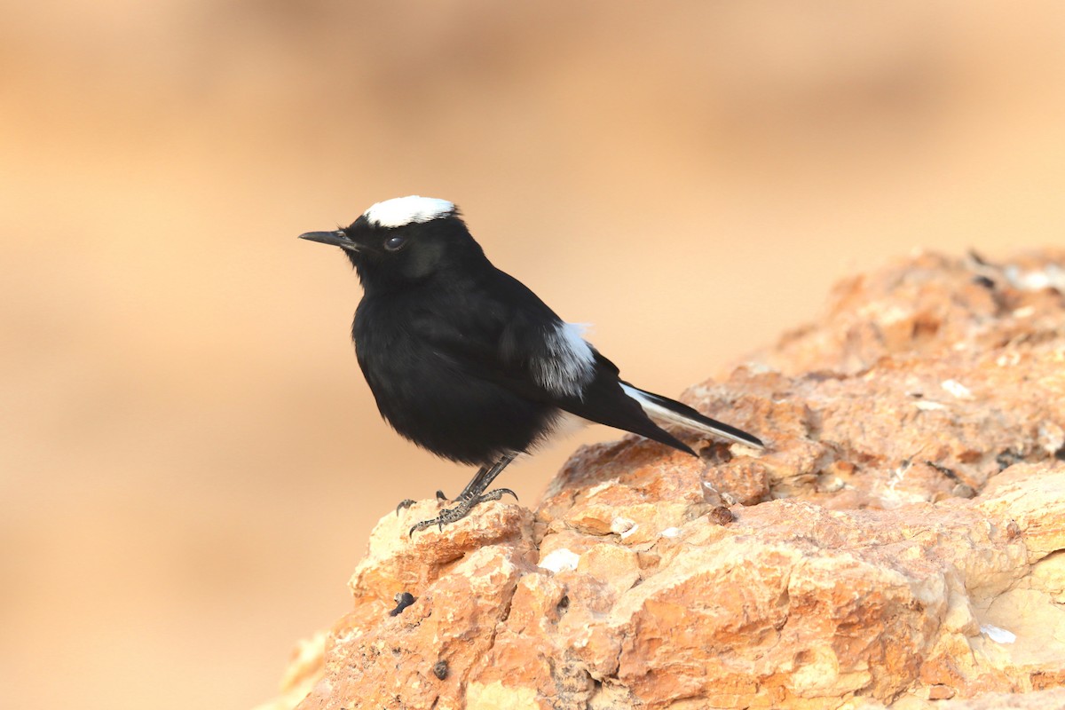 White-crowned Wheatear - ML644795470