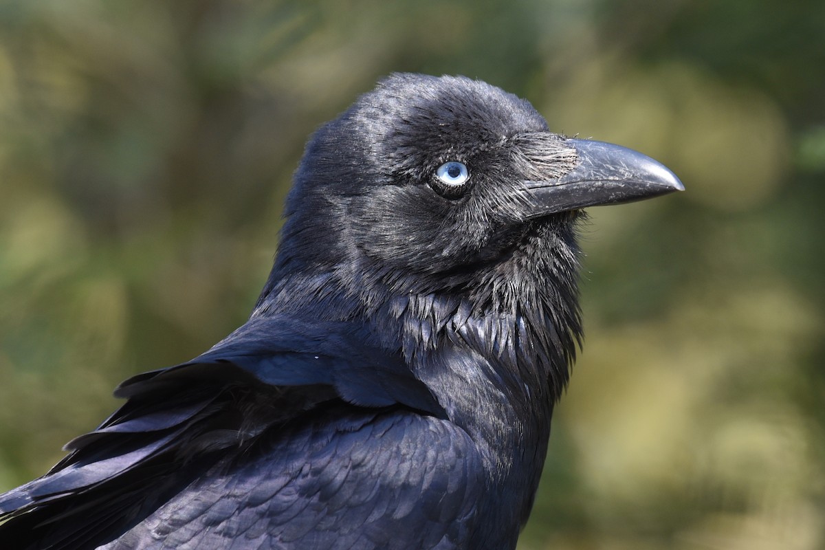 Южноавстралийский ворон - ML644795471