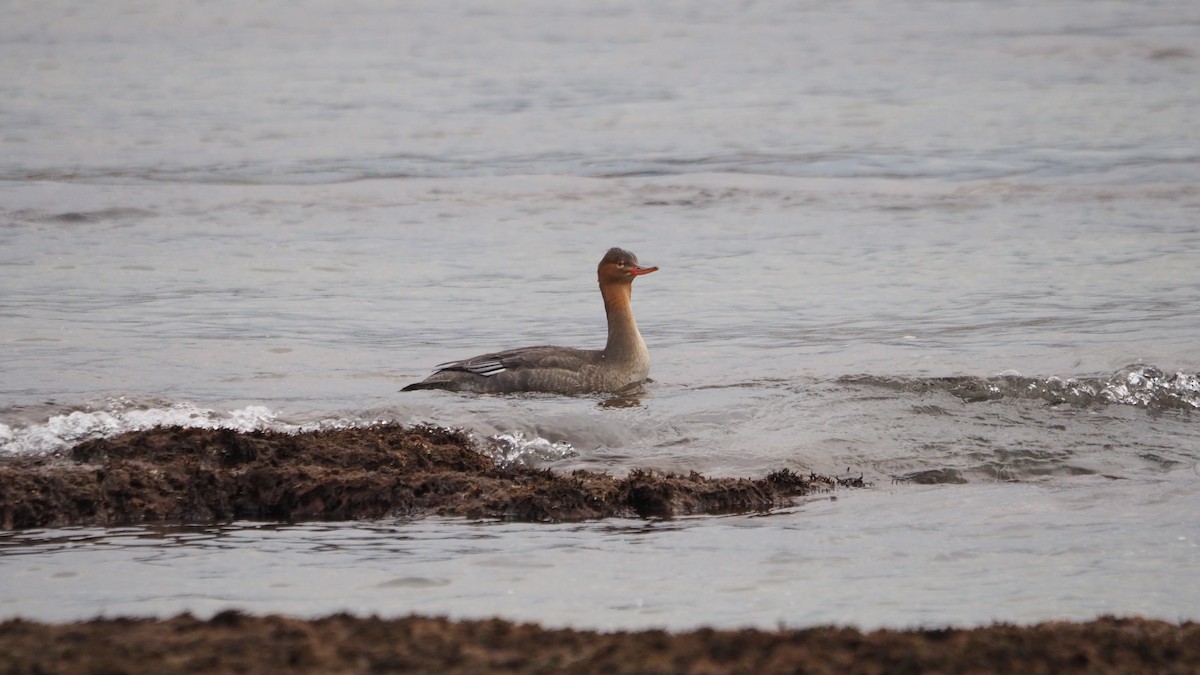 Tarakdiş - ML644795472