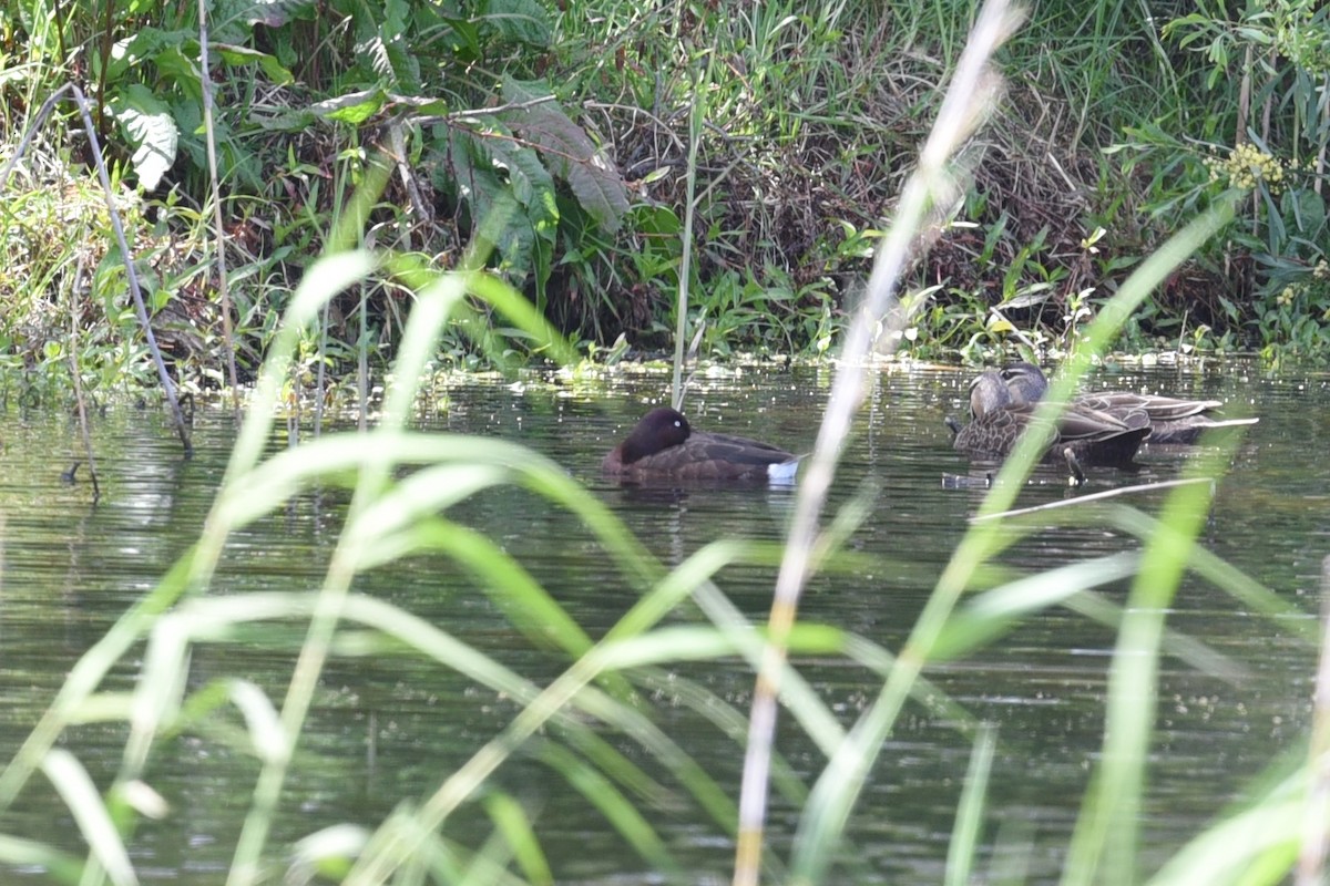 Hardhead - ML644795482