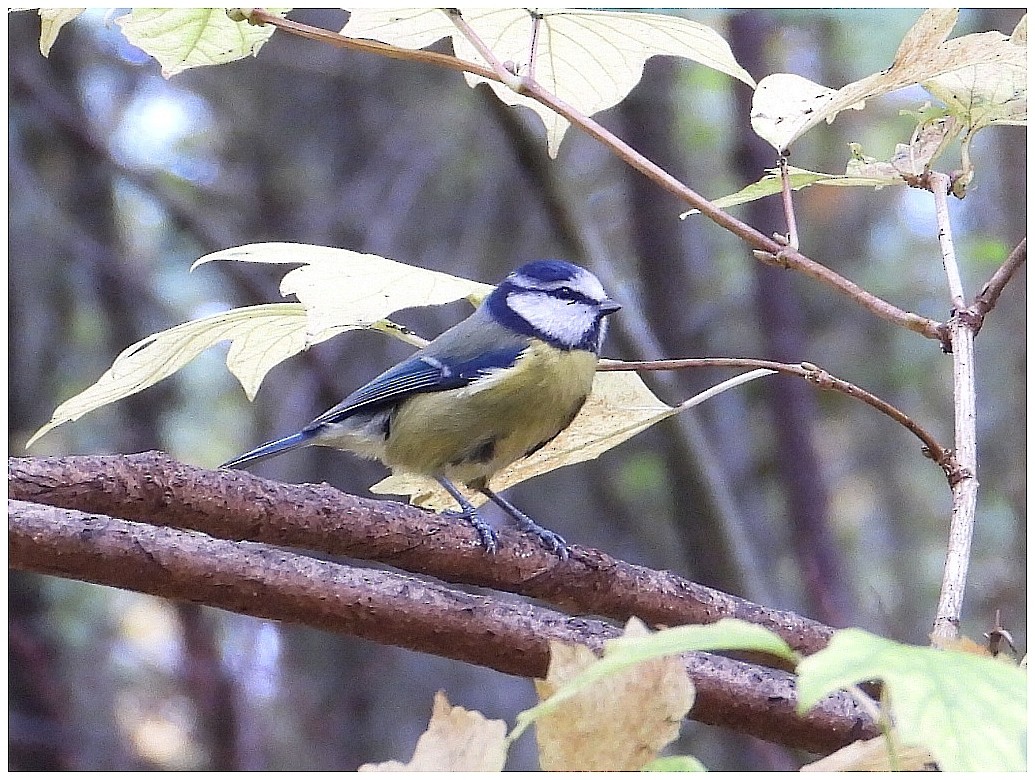 アオガラ - ML644795510