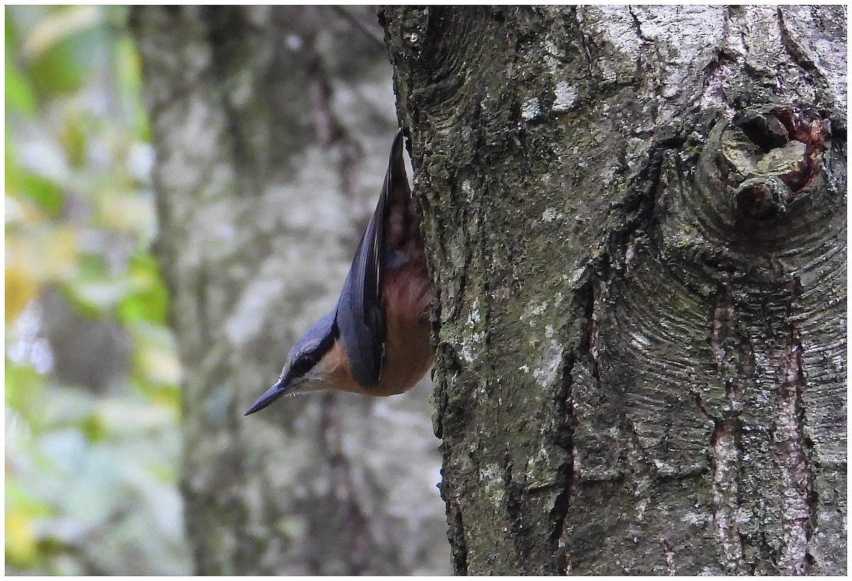 סיטה אירופית - ML644795527