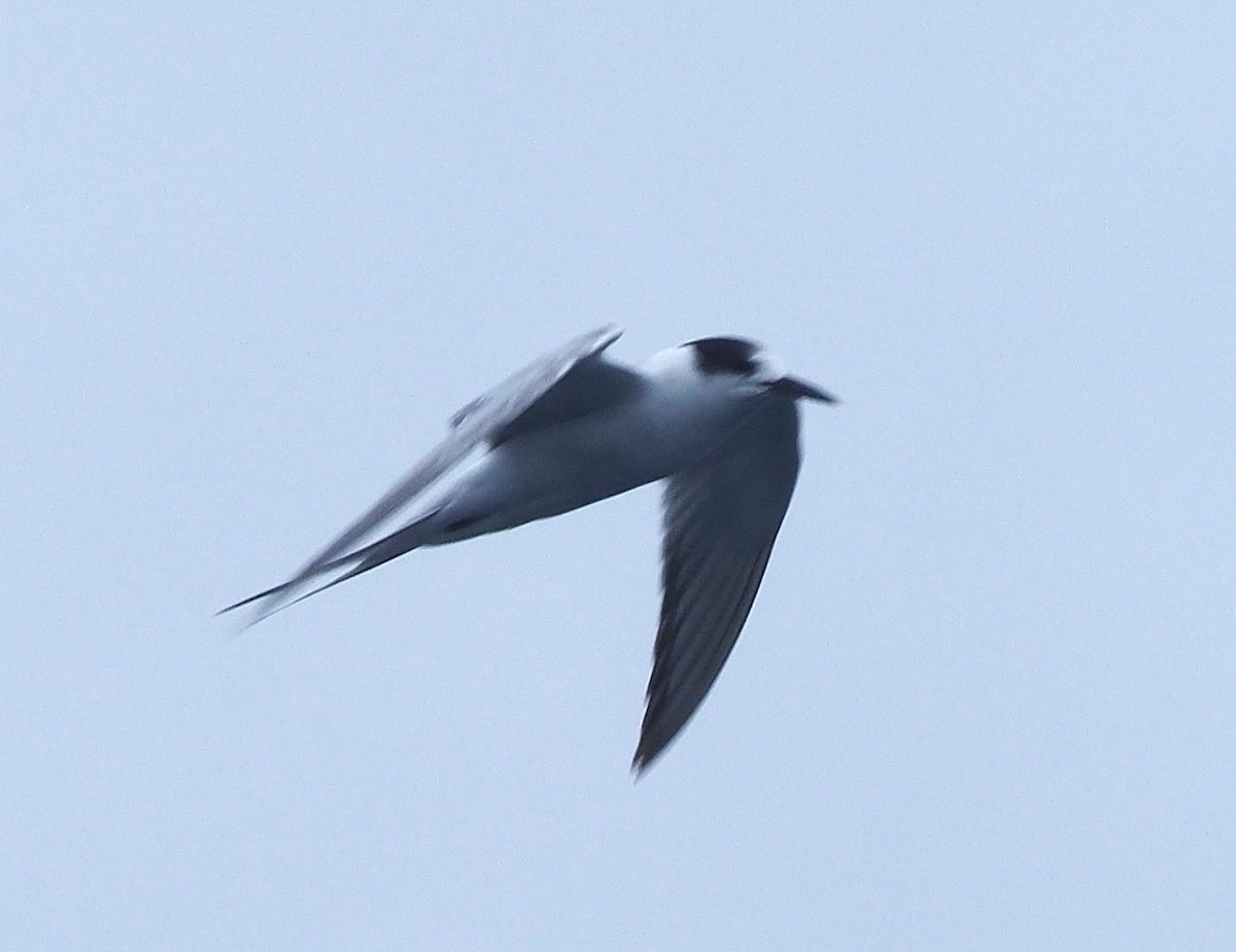 燕鷗 - ML644795531