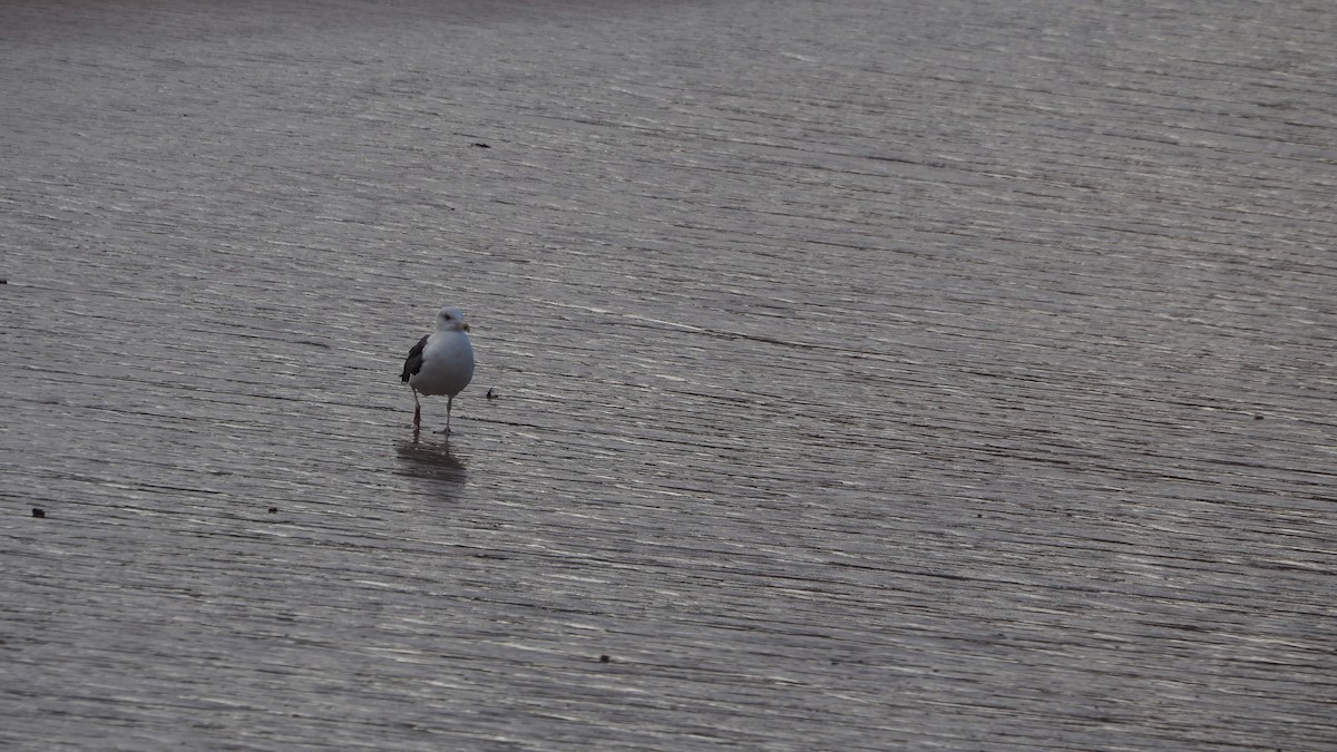 Great Black-backed Gull - ML644795581