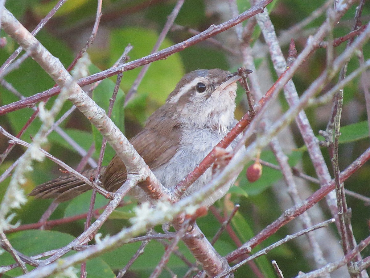 Bewick's Wren - ML644795583