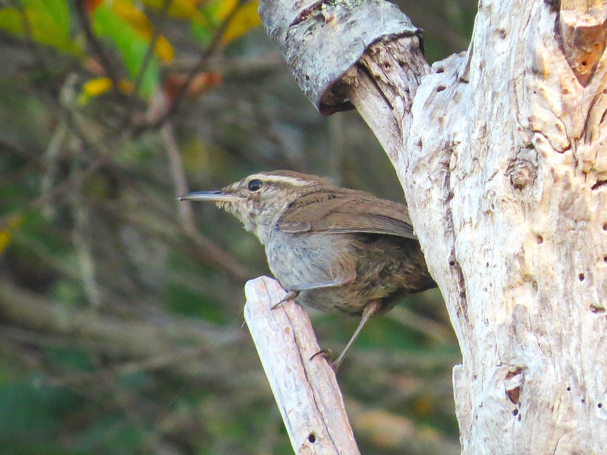 Bewick's Wren - ML644795584