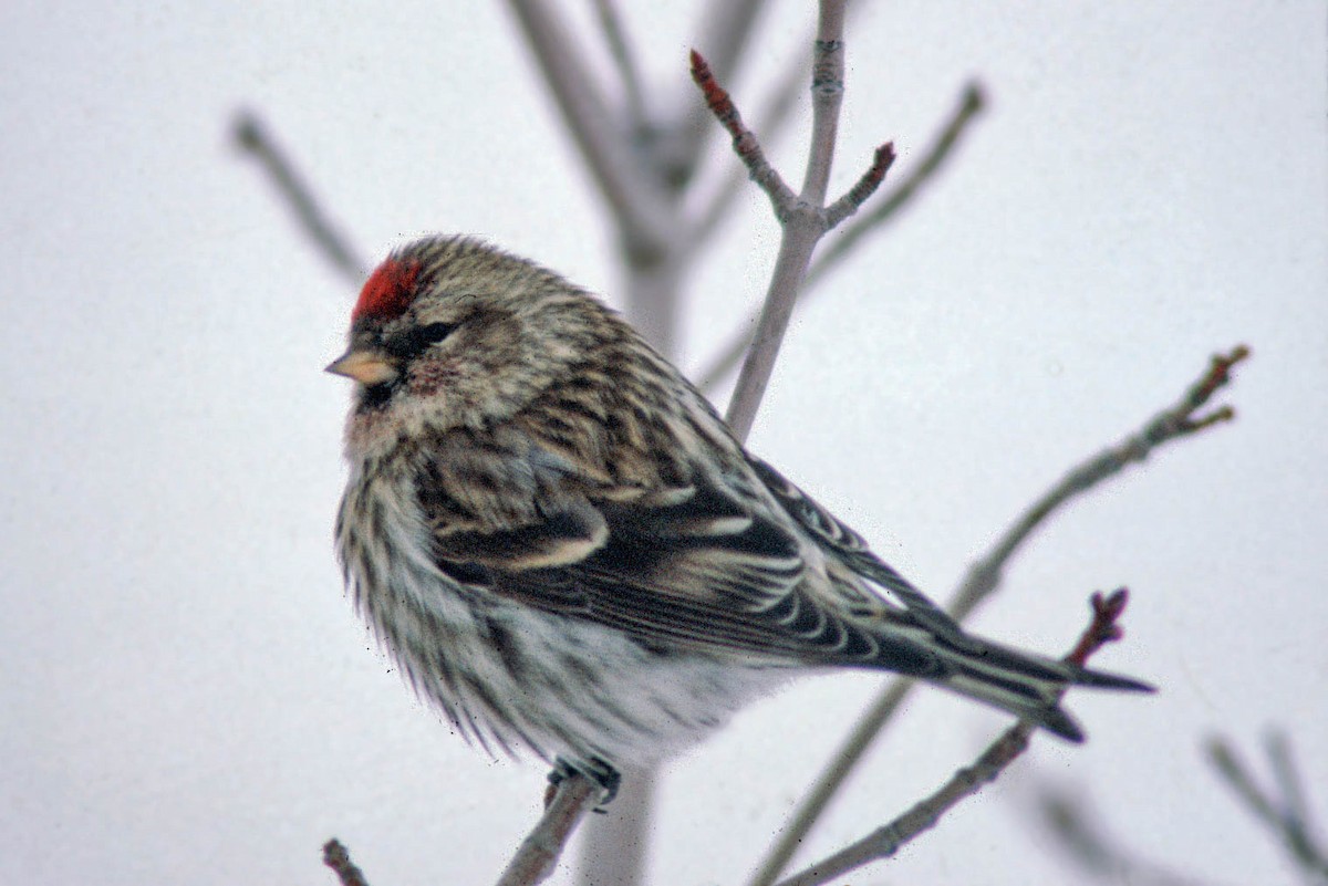 Redpoll - ML644795589