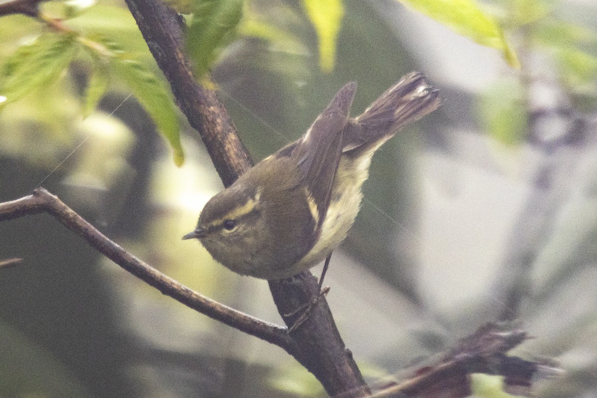 Buff-barred Warbler - ML644795615