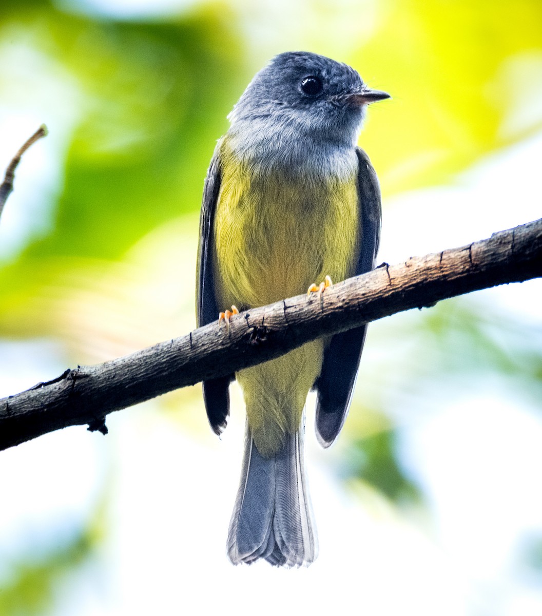 方尾鶲 - ML644795616