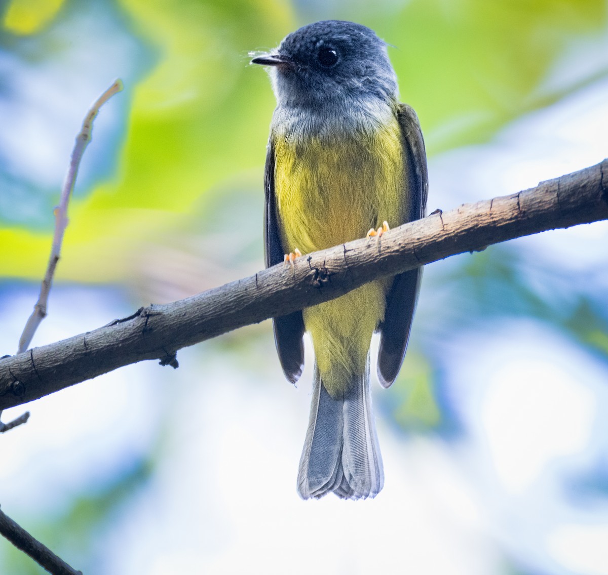 方尾鶲 - ML644795617