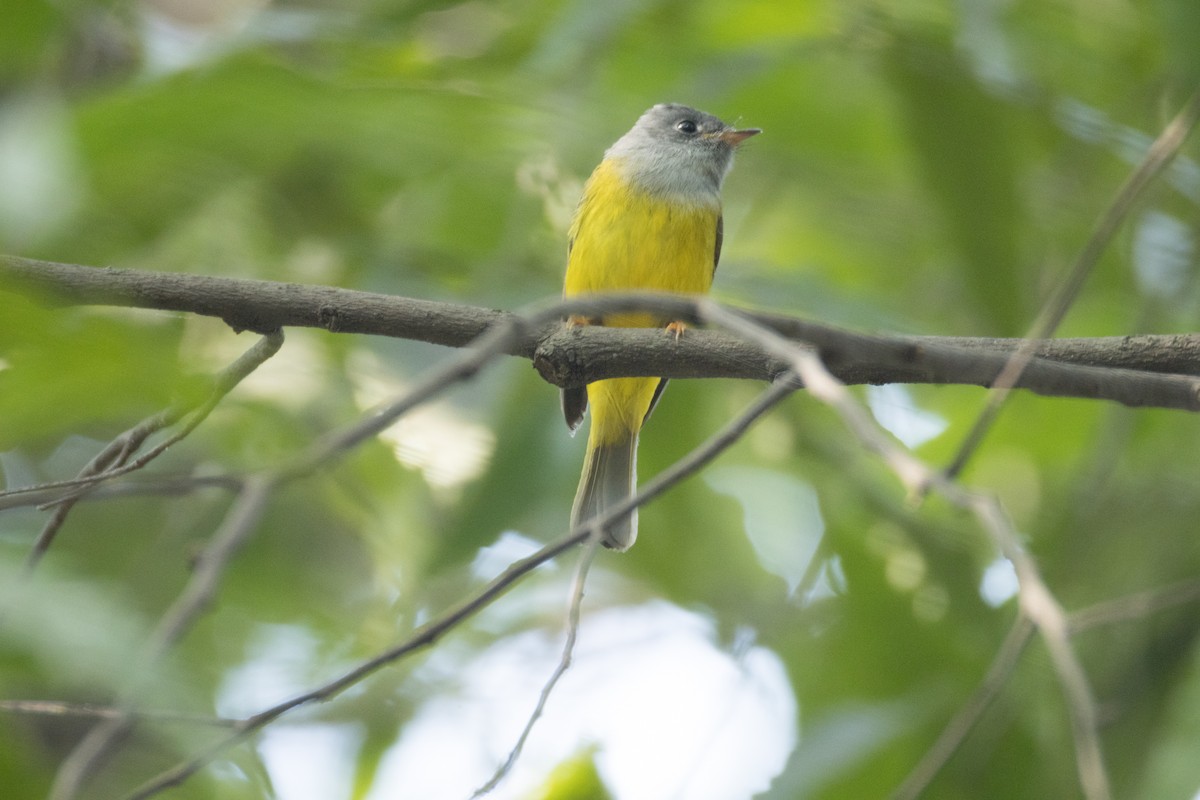 方尾鶲 - ML644795618