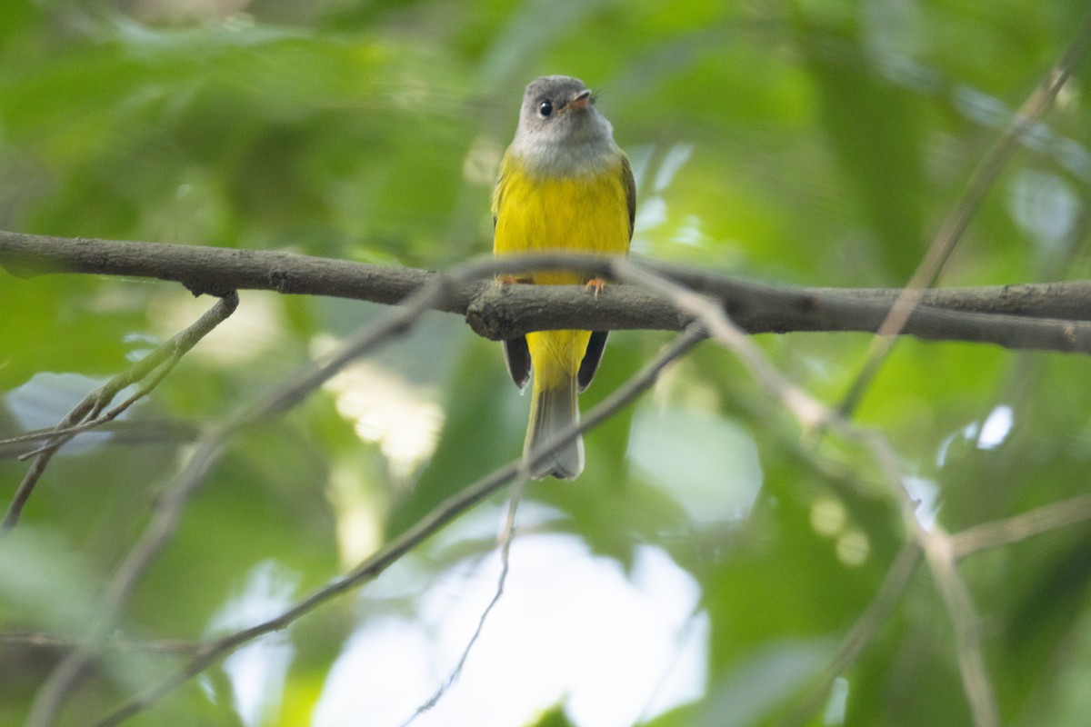 方尾鶲 - ML644795619